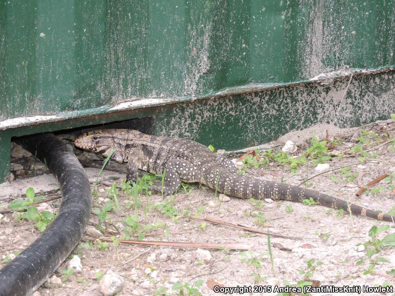 Argentine Giant Tegu (Tupinambis merianae)