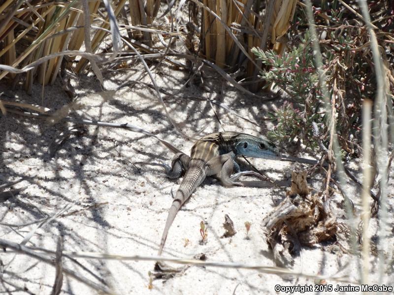 Arizona Striped Whiptail (Aspidoscelis arizonae)