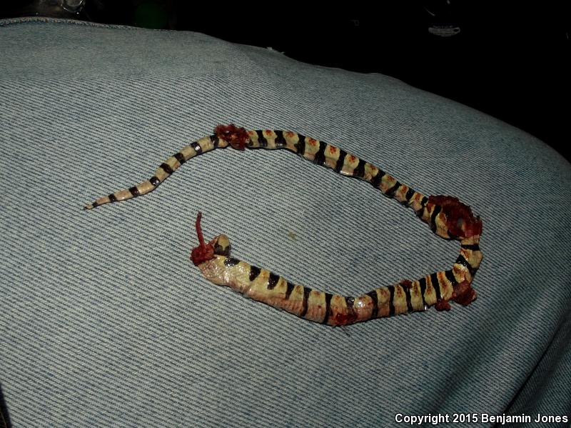 Tucson Shovel-nosed Snake (Chionactis occipitalis klauberi)