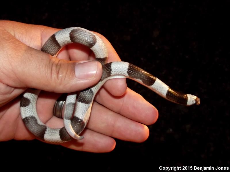 Saddled Leaf-nosed Snake (Phyllorhynchus browni)