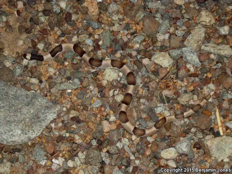 Saddled Leaf-nosed Snake (Phyllorhynchus browni)