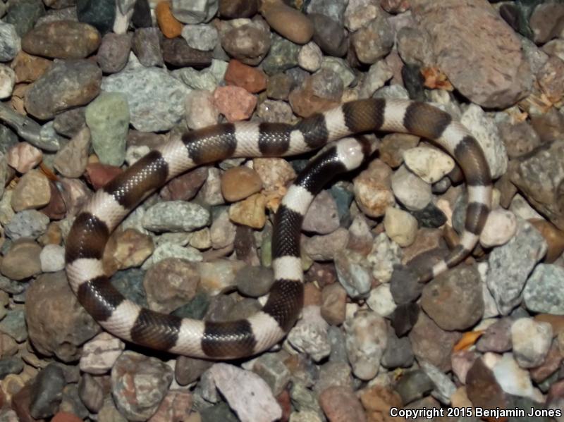 Saddled Leaf-nosed Snake (Phyllorhynchus browni)