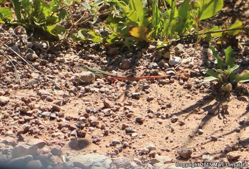 Texas Spotted Whiptail (Aspidoscelis gularis gularis)