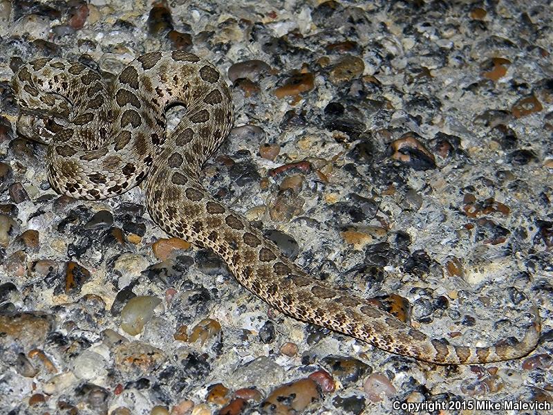 Western Massasauga (Sistrurus catenatus tergeminus)