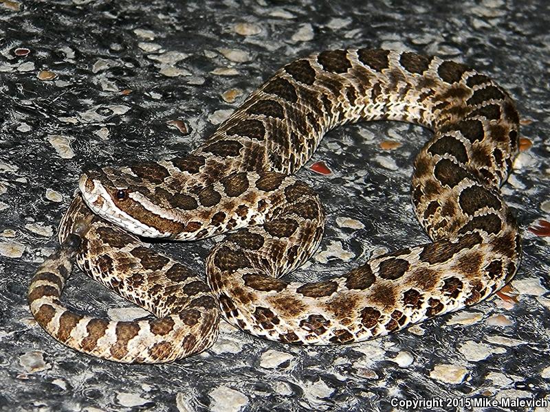 Western Massasauga (Sistrurus catenatus tergeminus)