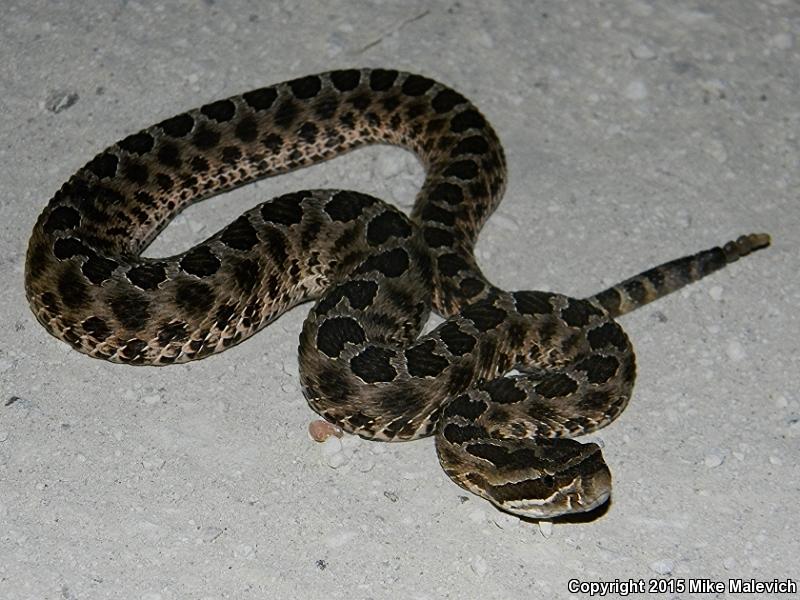 Western Massasauga (Sistrurus catenatus tergeminus)