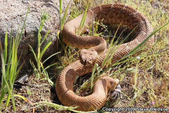 Red Diamond Rattlesnake (Crotalus ruber ruber)