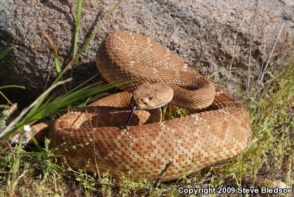 Red Diamond Rattlesnake (Crotalus ruber ruber)