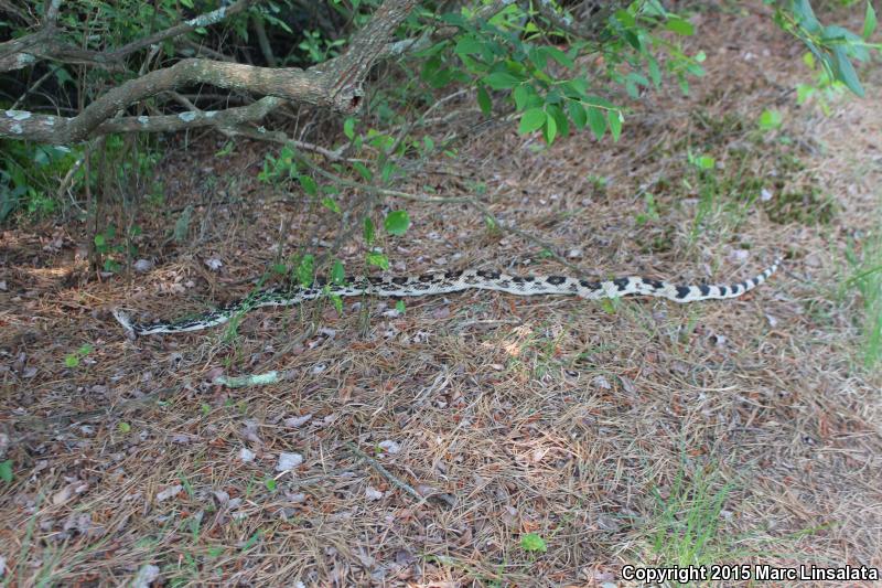 Northern Pinesnake (Pituophis melanoleucus melanoleucus)