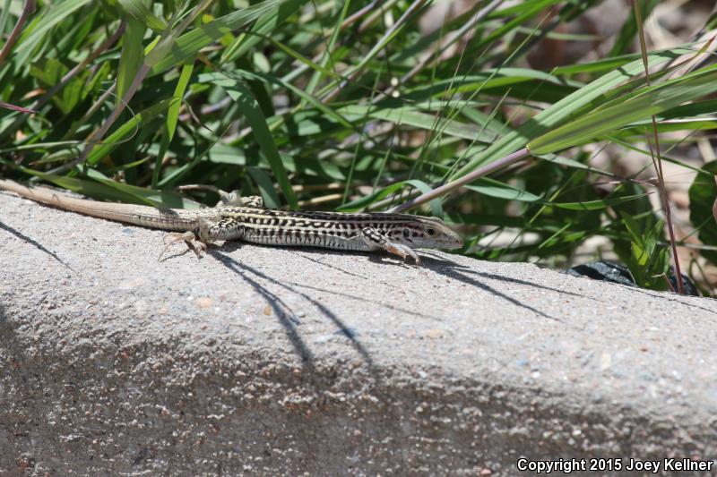 Colorado Checkered Whiptail (Aspidoscelis neotesselata)