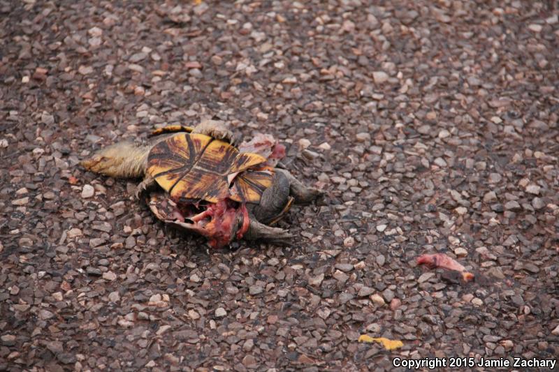 Yellow Mud Turtle (Kinosternon flavescens)