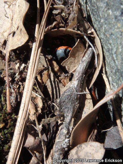 Coral-bellied Ring-necked Snake (Diadophis punctatus pulchellus)