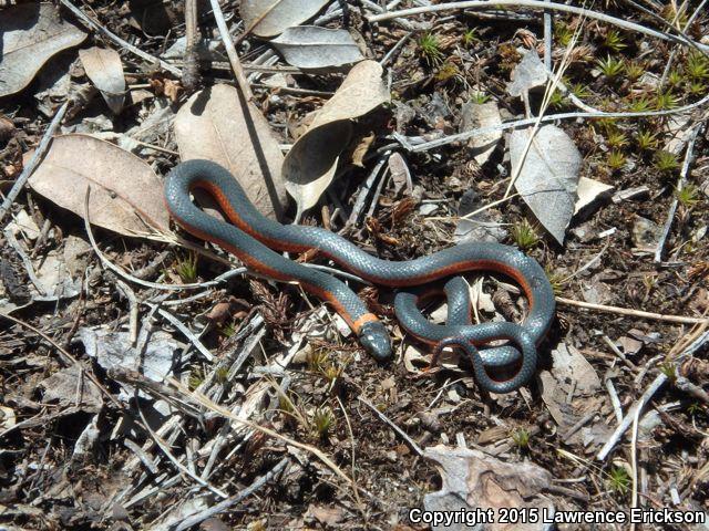 Coral-bellied Ring-necked Snake (Diadophis punctatus pulchellus)