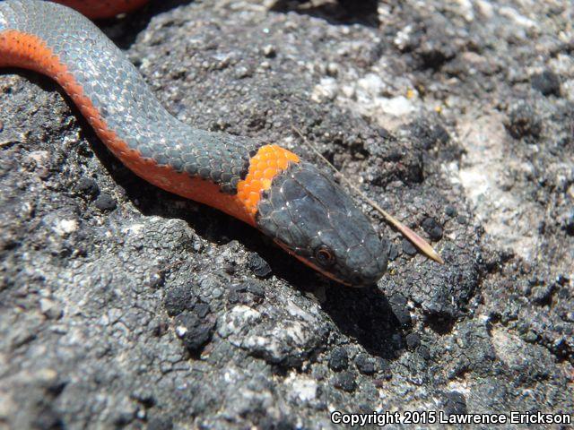 Coral-bellied Ring-necked Snake (Diadophis punctatus pulchellus)