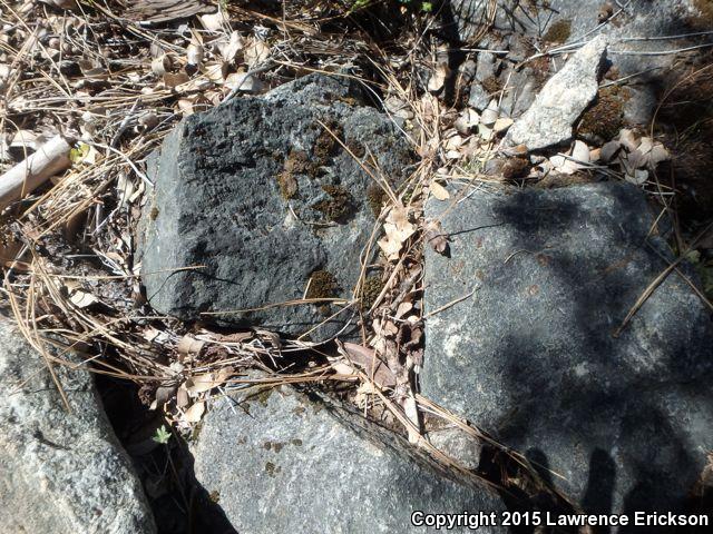 Coral-bellied Ring-necked Snake (Diadophis punctatus pulchellus)