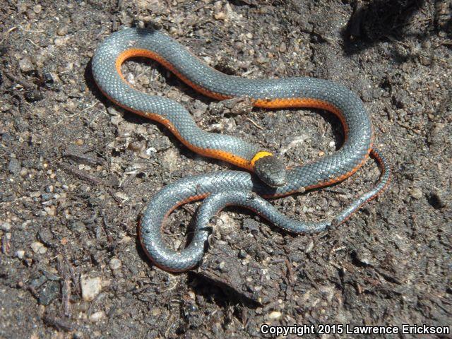 Coral-bellied Ring-necked Snake (Diadophis punctatus pulchellus)