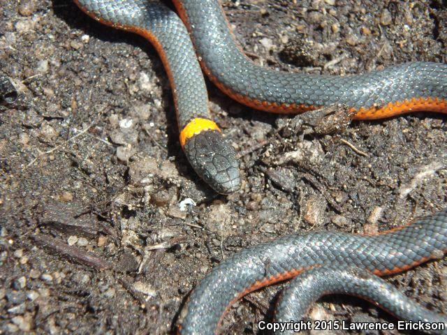 Coral-bellied Ring-necked Snake (Diadophis punctatus pulchellus)