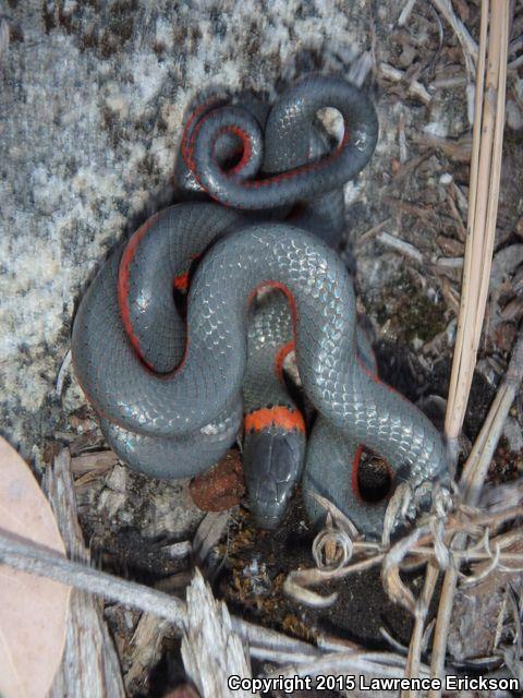 Coral-bellied Ring-necked Snake (Diadophis punctatus pulchellus)