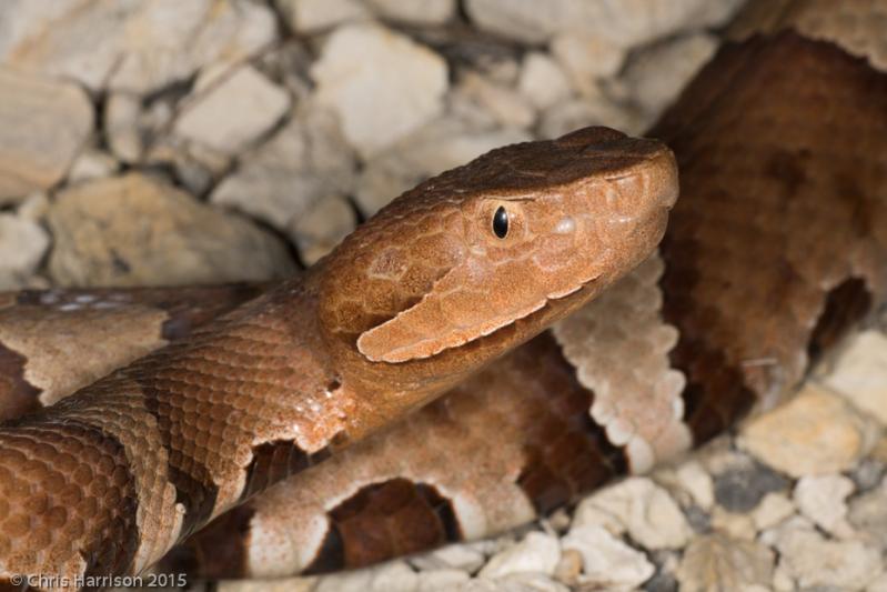 Trans-Pecos Copperhead (Agkistrodon contortrix pictigaster)