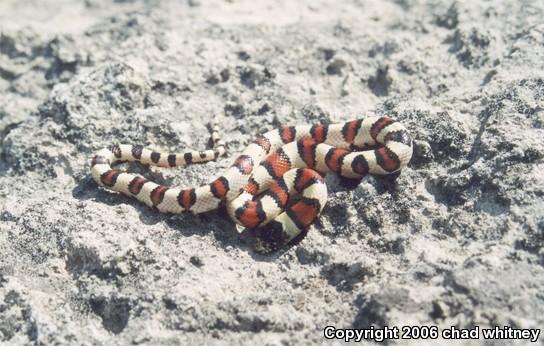 Pale Milksnake (Lampropeltis triangulum multistriata)