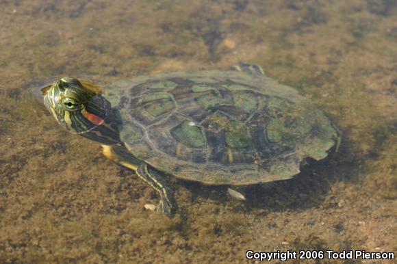 Red-eared Slider (Trachemys scripta elegans)