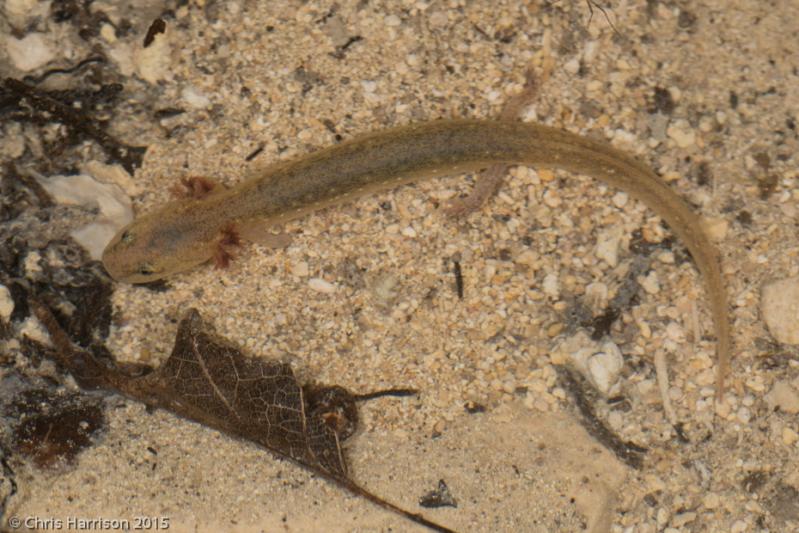 Texas Salamander (Eurycea neotenes)