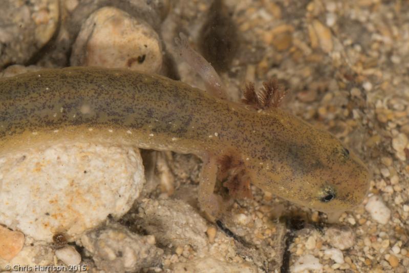 Texas Salamander (Eurycea neotenes)