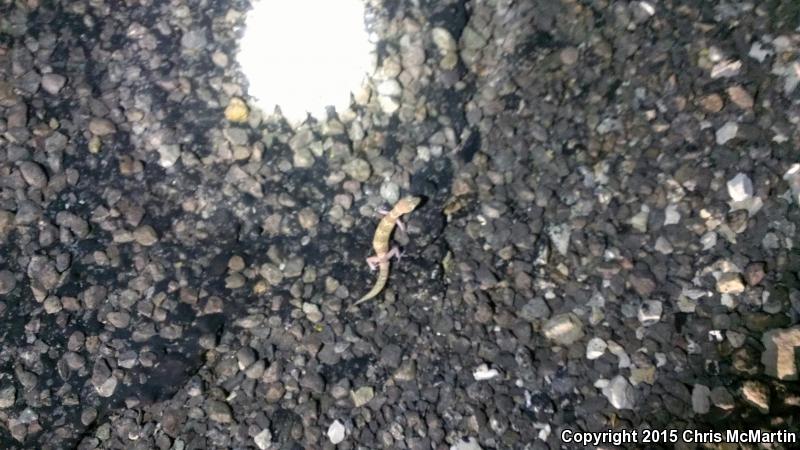 Texas Banded Gecko (Coleonyx brevis)