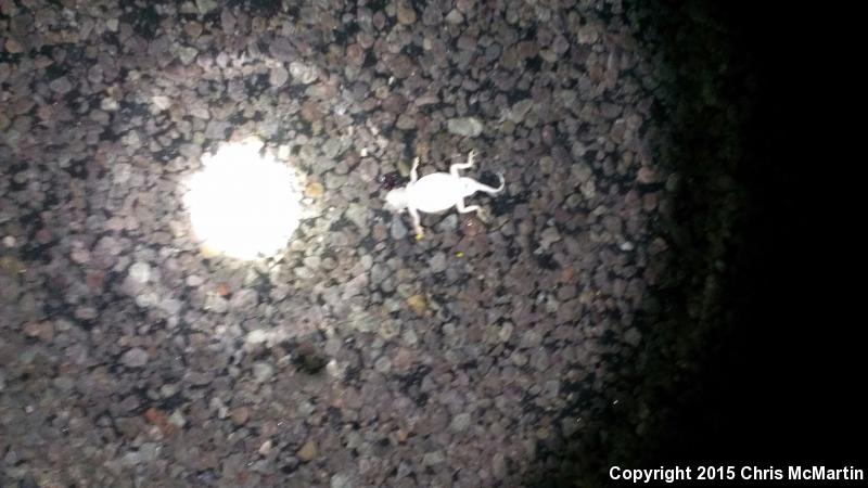 Round-tailed Horned Lizard (Phrynosoma modestum)