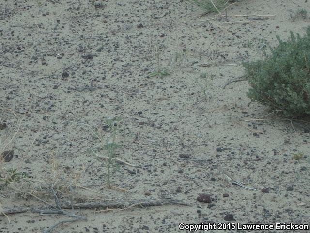 Northern Zebra-tailed Lizard (Callisaurus draconoides myurus)