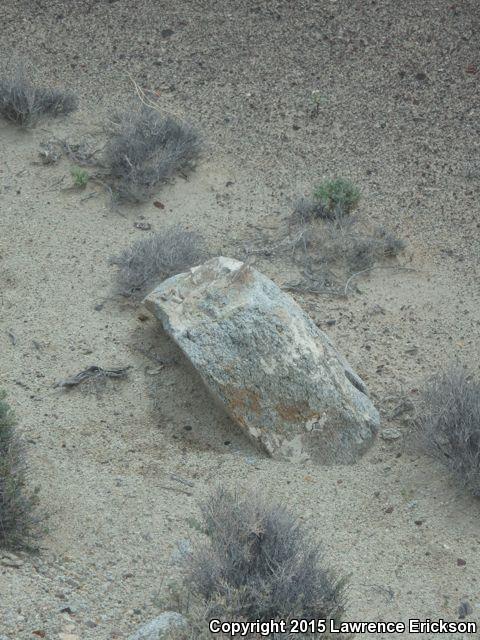 Northern Zebra-tailed Lizard (Callisaurus draconoides myurus)