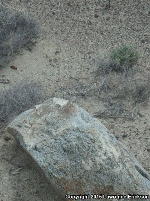 Northern Zebra-tailed Lizard (Callisaurus draconoides myurus)