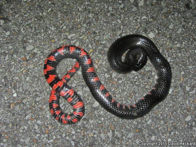 Western Mudsnake (Farancia abacura reinwardtii)