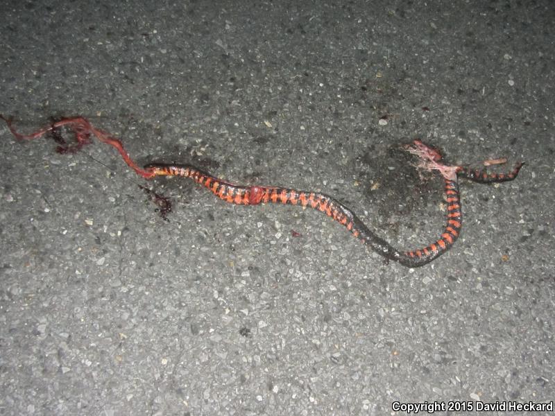 Western Mudsnake (Farancia abacura reinwardtii)