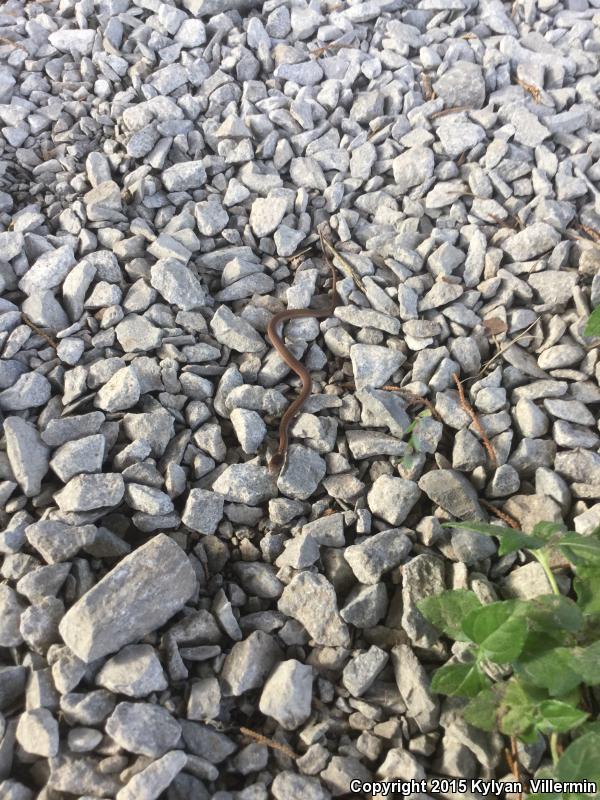 Marsh Brownsnake (Storeria dekayi limnetes)