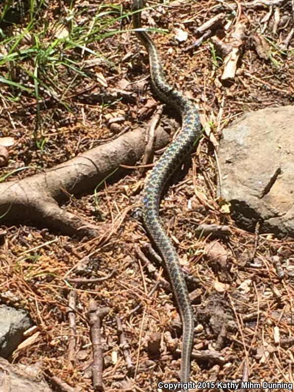 Maritime Gartersnake (Thamnophis sirtalis pallidulus)