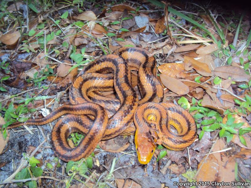 Everglades Ratsnake (Pantherophis obsoletus rossalleni)