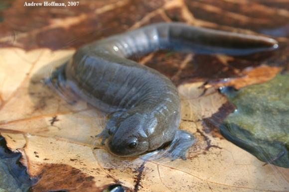 Streamside Salamander (Ambystoma barbouri)