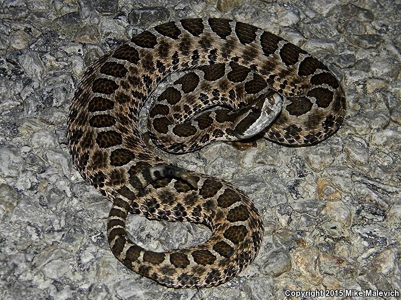 Western Massasauga (Sistrurus catenatus tergeminus)