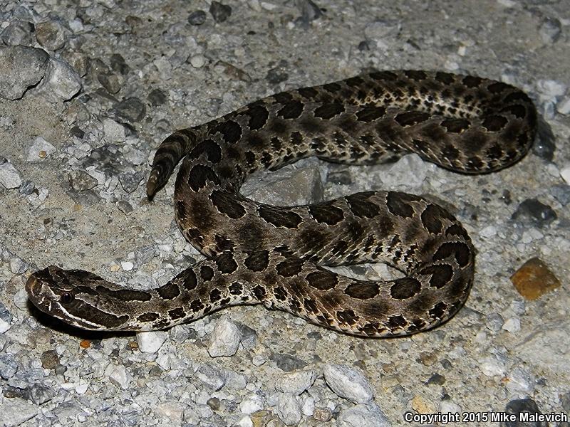 Western Massasauga (Sistrurus catenatus tergeminus)