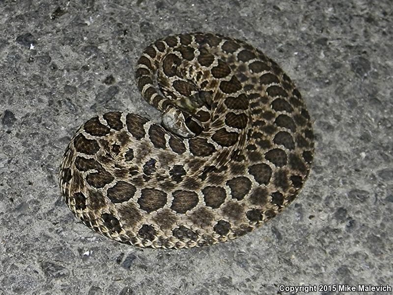 Western Massasauga (Sistrurus catenatus tergeminus)