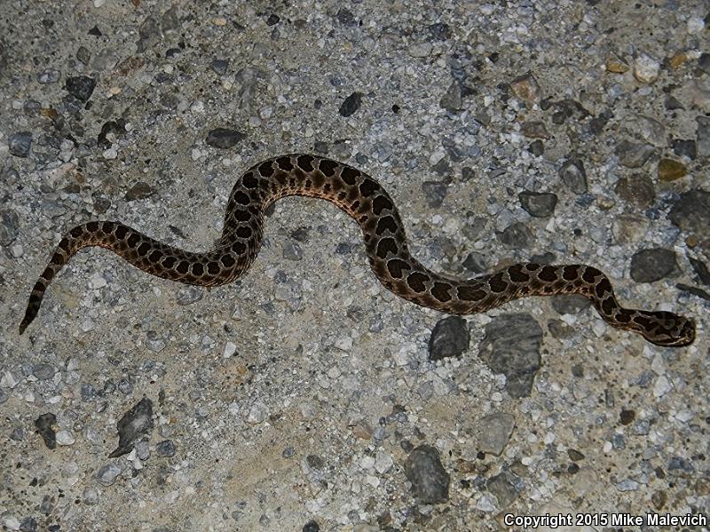 Western Massasauga (Sistrurus catenatus tergeminus)