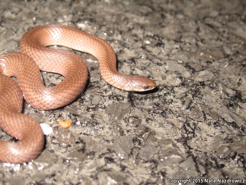 Mountain Earthsnake (Virginia valeriae pulchra)