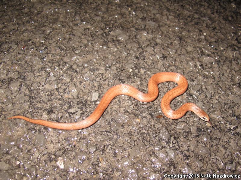 Mountain Earthsnake (Virginia valeriae pulchra)