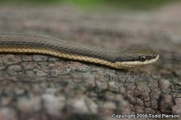 Queensnake (Regina septemvittata)