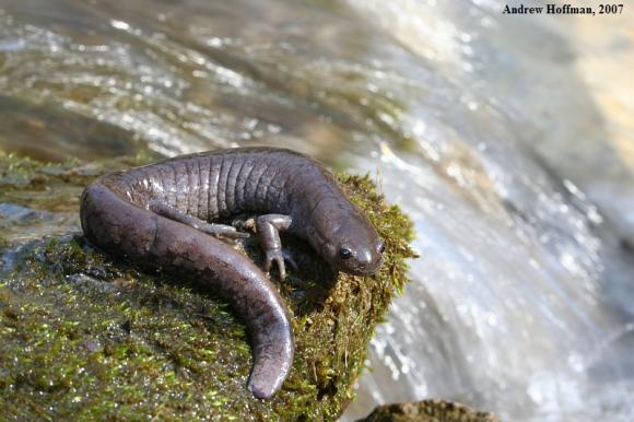 Streamside Salamander (Ambystoma barbouri)