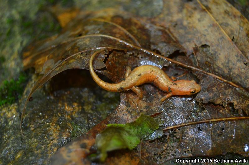 Pygmy Salamander (Desmognathus wrighti)