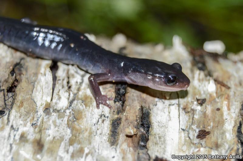 Southern Gray-cheeked Salamander (Plethodon metcalfi)