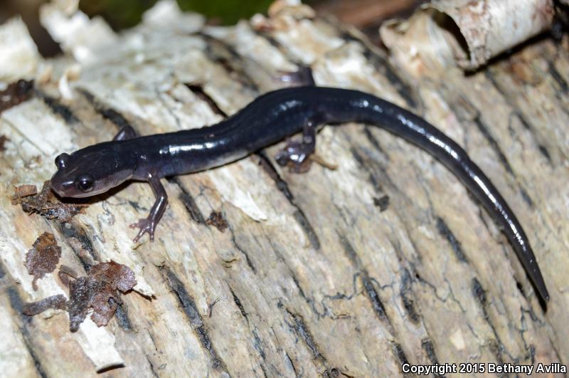 Southern Gray-cheeked Salamander (Plethodon metcalfi)