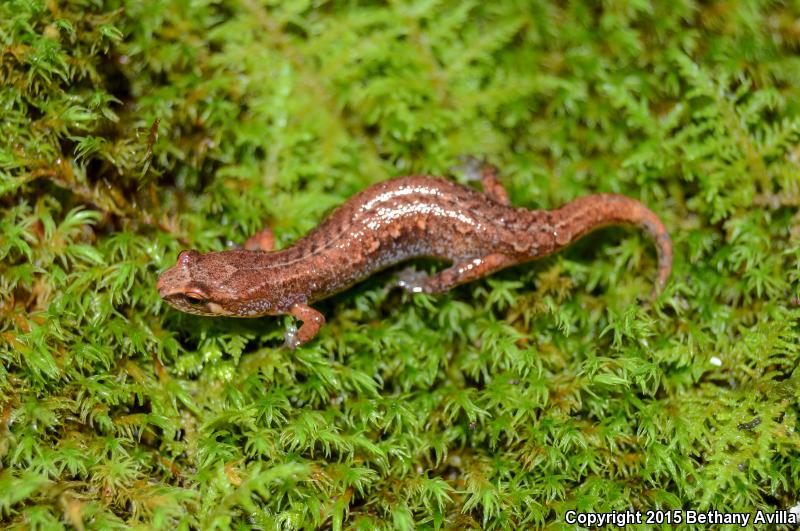 Pygmy Salamander (Desmognathus wrighti)